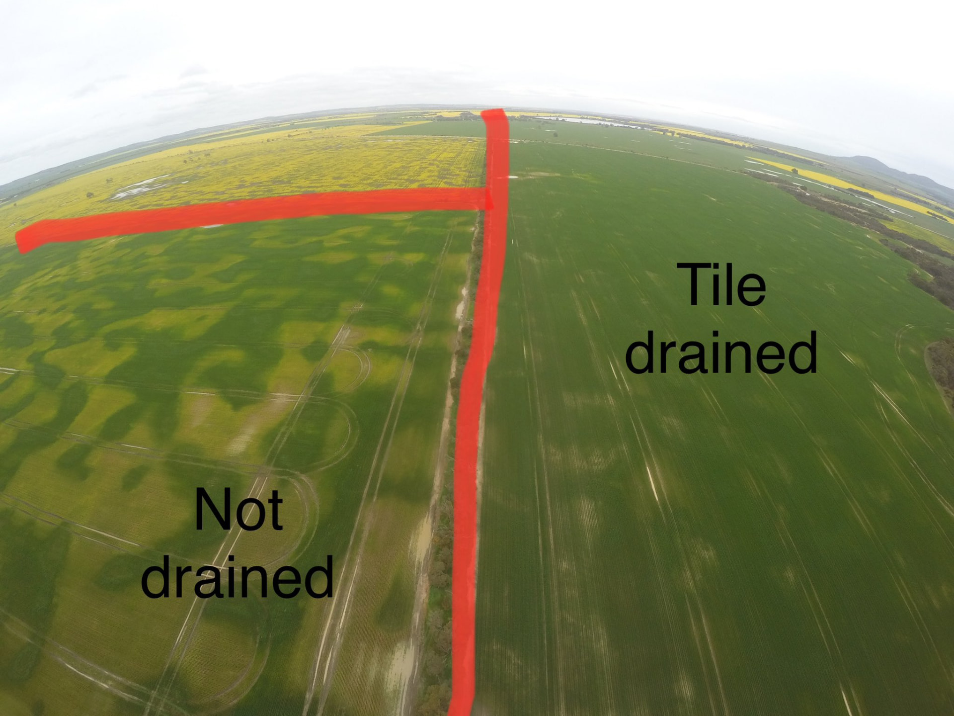 Aerial view of a paddock split between tile-drained and not-drained sections